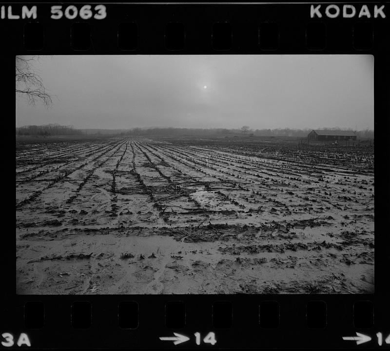 Muddy cornfield Rowley