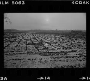 Muddy cornfield Rowley
