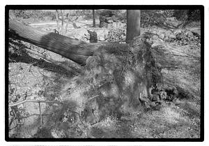 Uprooted tree