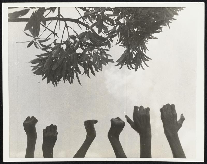Reaching for Life. Hands--Black Hands--Ravaged by leprosy, literally reach for life in this dramatic scene taken at the Bibanga Leper Camp in the Belgian Congo. "Life" in this case is the fruit of the Chualmoogra oil or hydnocarpus tree which can be seen directly above the outstretched hands. Chaulmoogra oil is the principal medicine used in the direct treatment of leprosy, and, apparently, has been successful in many cases. Note how the finers of the lepers show the ravage of the disease.