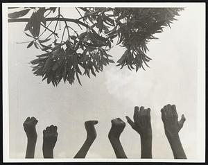 Reaching for Life. Hands--Black Hands--Ravaged by leprosy, literally reach for life in this dramatic scene taken at the Bibanga Leper Camp in the Belgian Congo. "Life" in this case is the fruit of the Chaulmoogra oil or hydnocarpus tree which can be seen directly above the outstretched hands. Chaulmoogra oil is the principal medicine used in the direct treatment of leprosy, and, apparently, has been successful in many cases. Note how the fingers of the lepers show the ravage of the disease.
