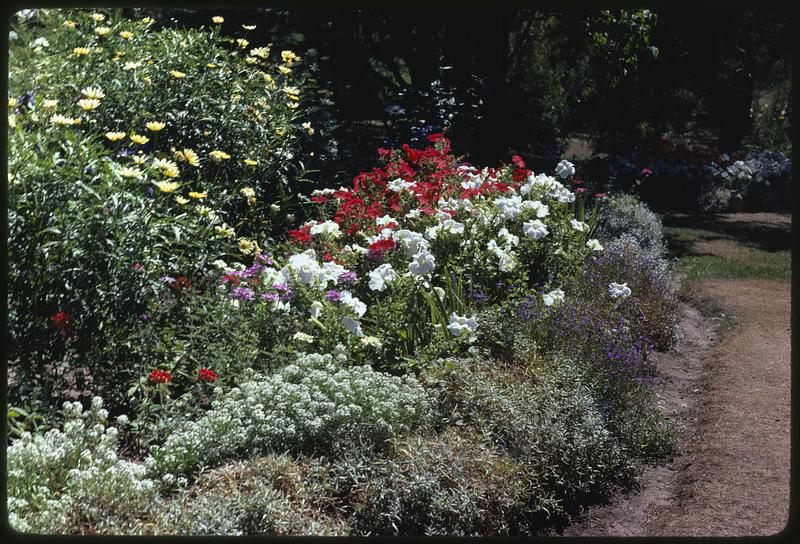 Mrs. Pettie's garden, OOB [Old Orchard Beach]