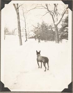 A Boston terrier stands in the snow looking at an unidentified woman