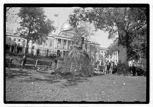 Tree removal