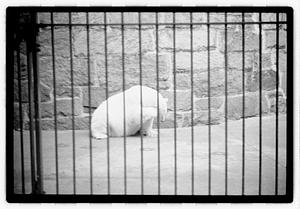 Bears at zoo