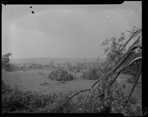Field with downed trees