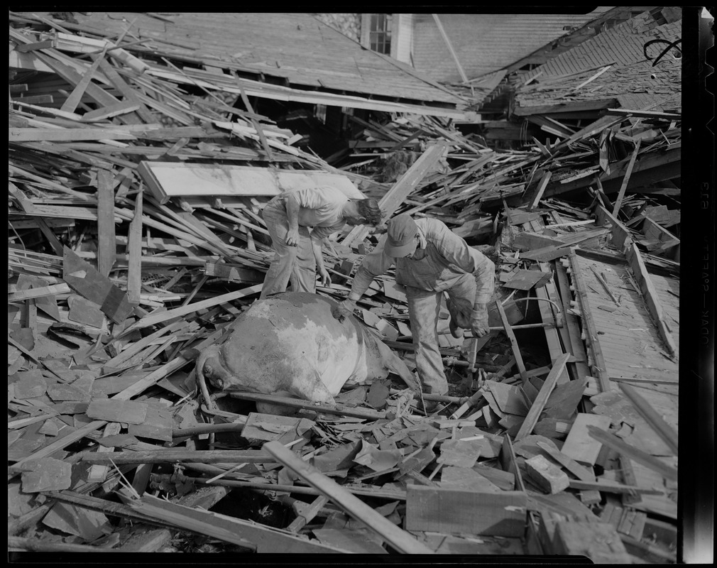 Two men amid debris, looking at a farm animal, most likely a cow