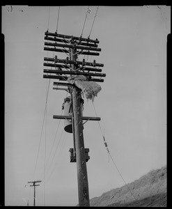 Telephone pole with debris caught in wires