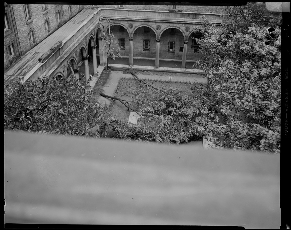 Downed trees in Boston Public Library courtyard