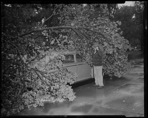 Man standing next to car covered by fallen tree