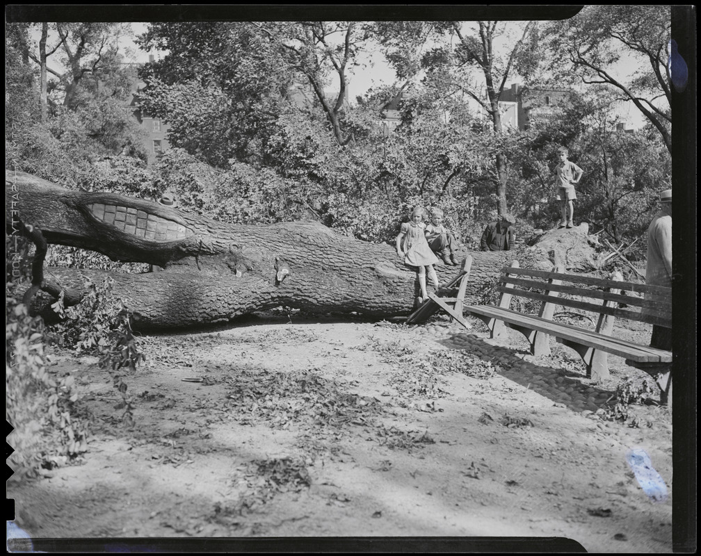 Three children on a fallen tree