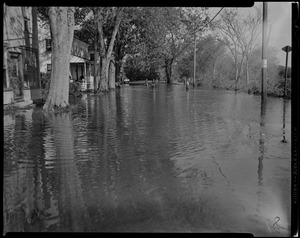 Water level among woods and homes