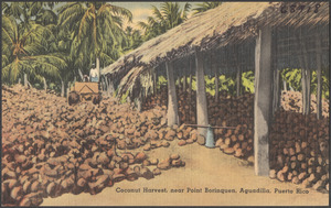 Coconut harvest, near Point Borinquen, Aguadilla, Puerto Rico