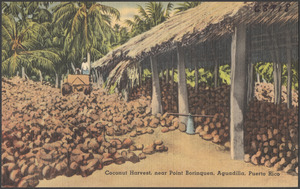 Coconut harvest, near Point Borinquen, Aguadilla, Puerto Rico