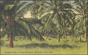 Coconut palms in Punta Borinquen, Aguadilla, Puerto Rico