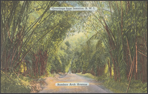 Greetings from Jamaica, B.W.I. Bamboo arch avenue