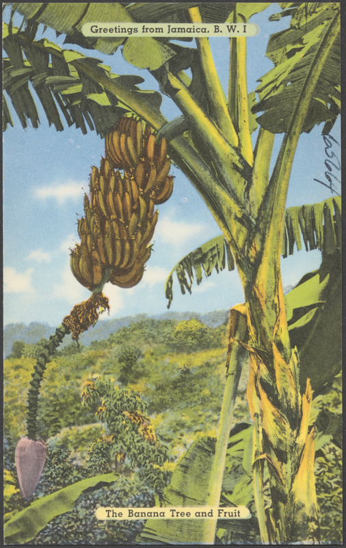 Greetings from Jamaica, B.W.I. The banana tree and fruit - Digital ...