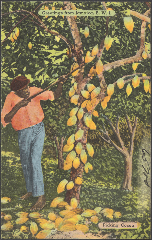 Greetings from Jamaica, B.W.I. Picking cocoa