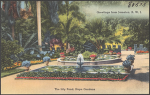 Greetings from Jamaica, B.W.I. The lily pond, Hope Gardens