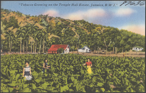 "Tobacco growing on the Temple Hall Estate, Jamaica, B.W.I.