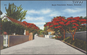 Royal Poincianas, Nassau, Bahamas