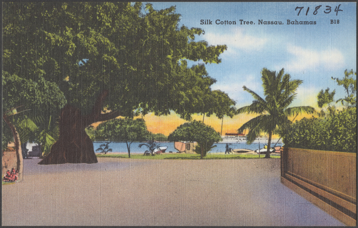 Silk cotton tree, Nassau, Bahamas