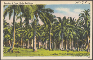 Cocotiers à plum Nelle Calédonie