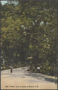 Old "ceiba" tree in road, at Ponce, P. R.