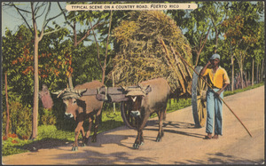Typical scene on a country road, Puerto Rico
