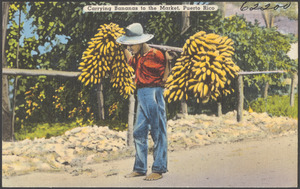 Carrying bananas to the market, Puerto Rico