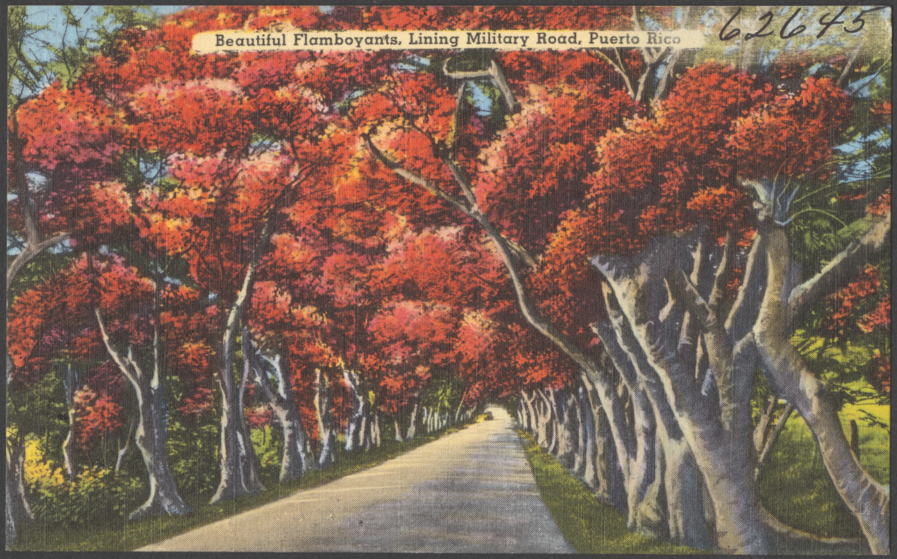 Beautiful flamboyants, lining military road, Puerto Rico