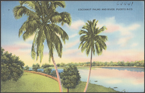Cocoanut palms and river, Puerto Rico
