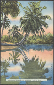 Cocoanut palms and lagoon, Puerto Rico