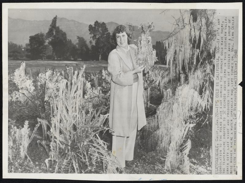 It's Cold in California, Too--If it's any consolation to the folks back east during the current cold wave there, the temperature dropped to 32 degrees above zero in this southern California city last night and produced this mass of icicles amid a group of rose bushes where a water sprinkler was left turned on. Mrs. Fern Oehler inspects the phenomenon.