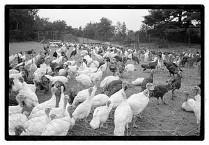 Turkey farm