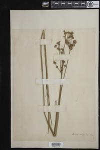 Juncus scirpoides