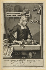 Georg Eberhard Rumphius, Age 67