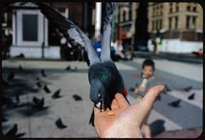 Pigeon eating from person's hand, Boston Common