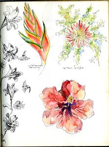 Gerbera and fern and wild banana heliconia