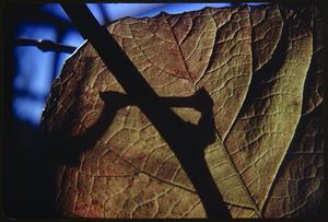 Closeup of a leaf