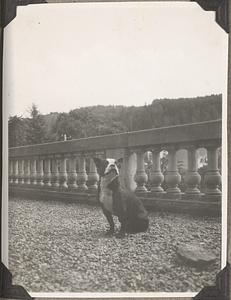 A Boston terrier sits in front of a balustrade