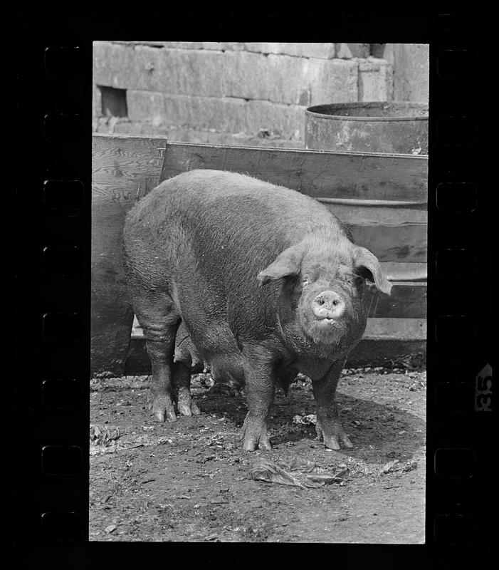 Stock at Paulino's Piggery, Peabody