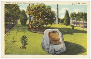 Parent Navel Orange Tree, Riverside, California