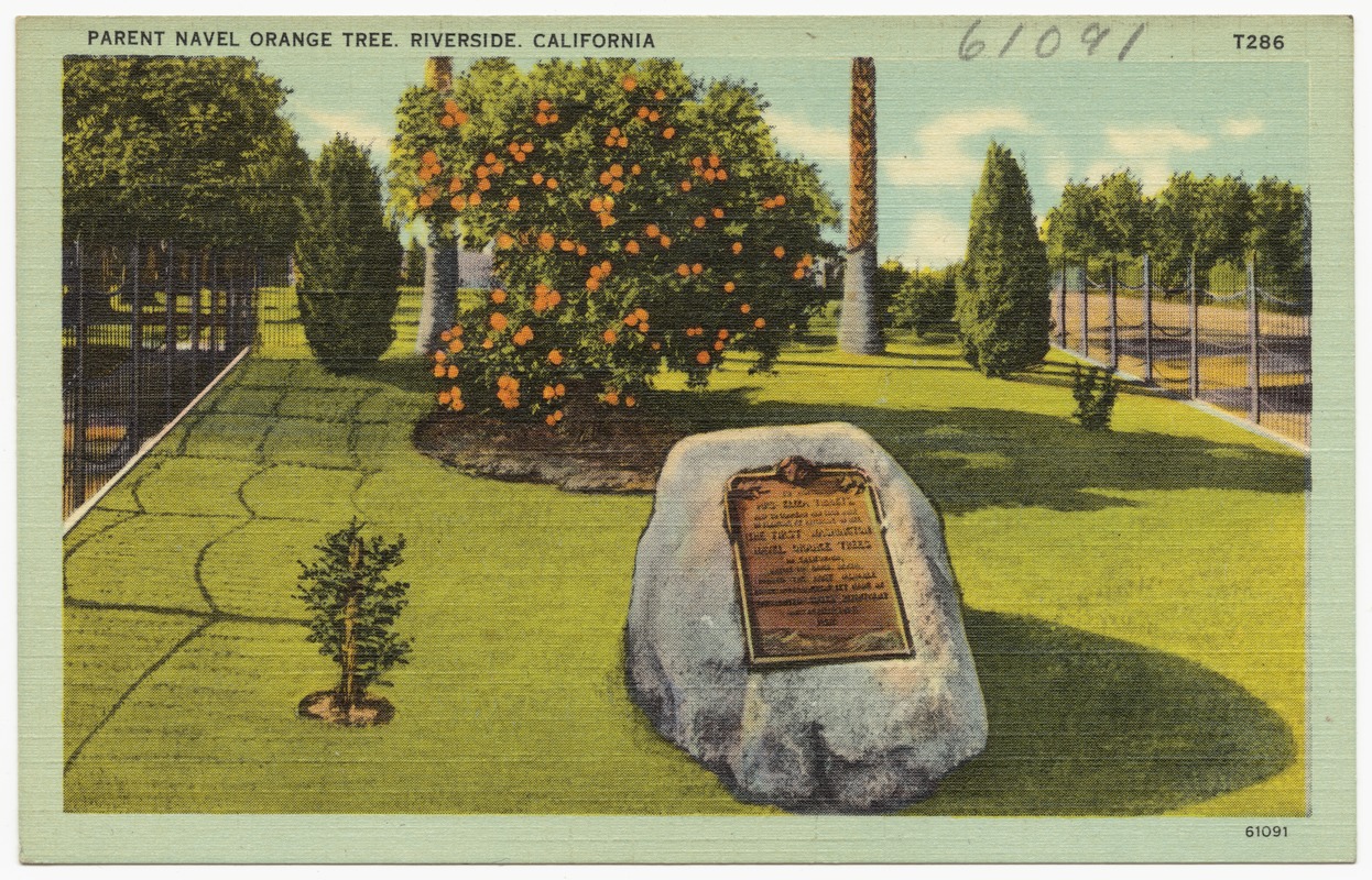 Parent Navel Orange Tree, Riverside, California