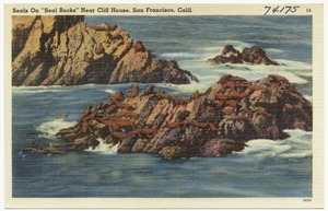 Seals on "Seal Rocks" near Cliff House, San Francisco, Calif.