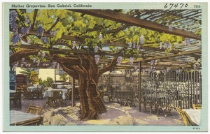 Mother Grapevine, San Gabriel, California