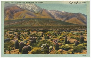 Desert Cactus, Snow-Clad Mountains, California