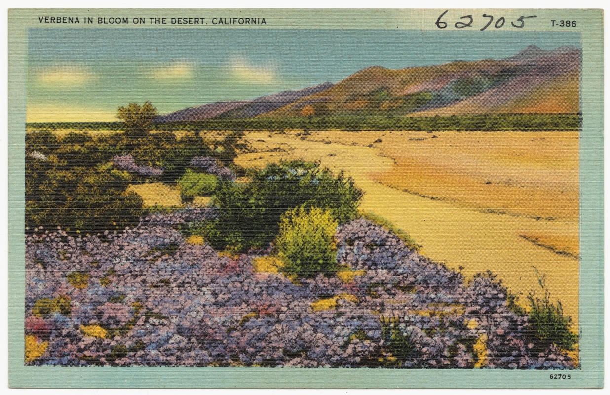 Verbena in Bloom on the Desert, California