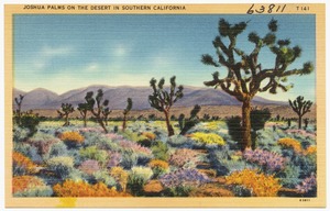 Joshua Palms on the Desert in Southern California