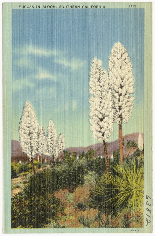 Yuccas in Bloom, Southern California